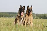 MALINOIS 369